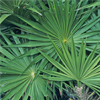 Quindi estratto di palmetto - Gelarex Ingredienti 