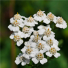 Yarrow extract - Gelarex Composition 